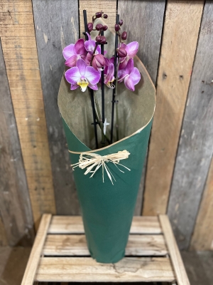 Orchid Gift