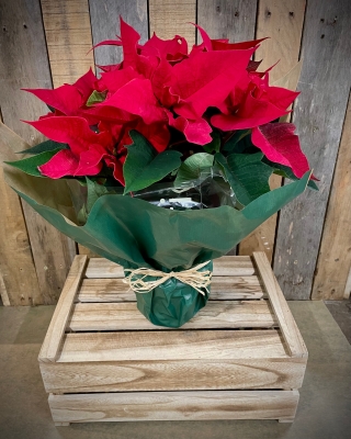 Poinsettia Plant